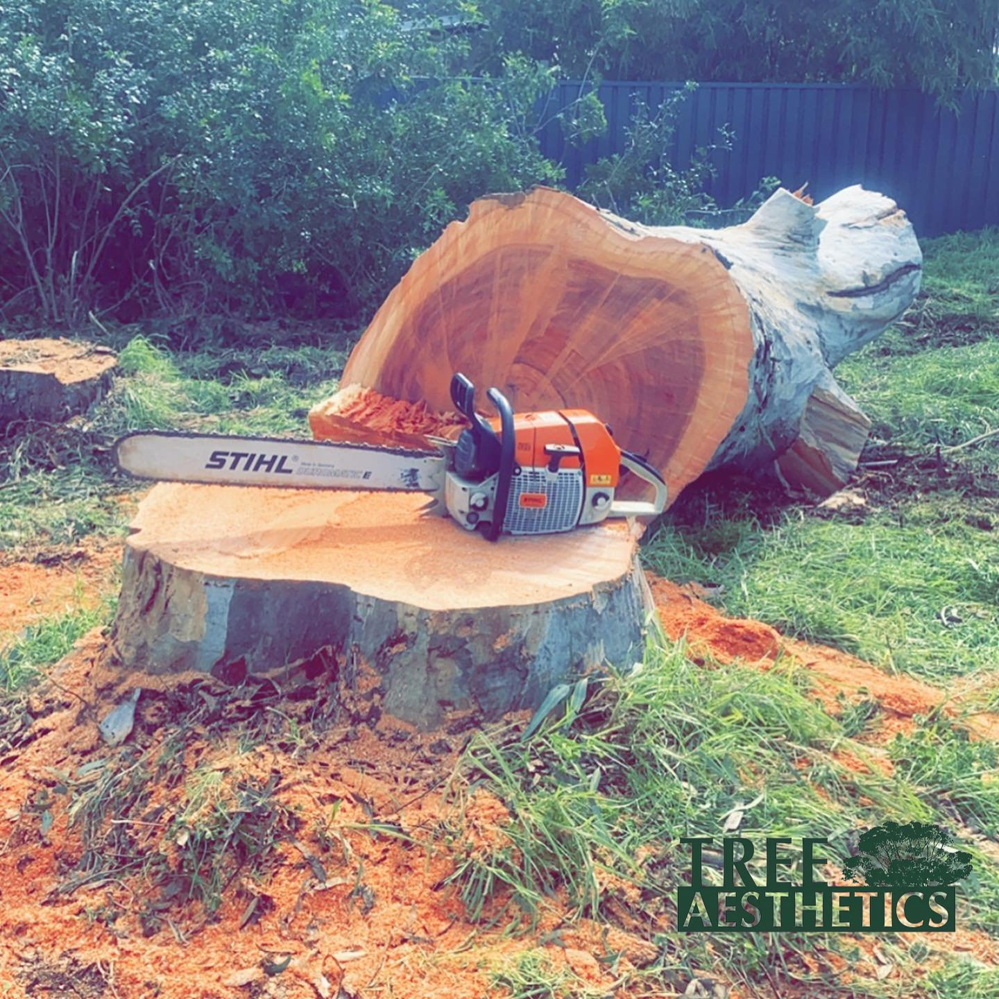 Stump Grinding After Tree Removal Belmont